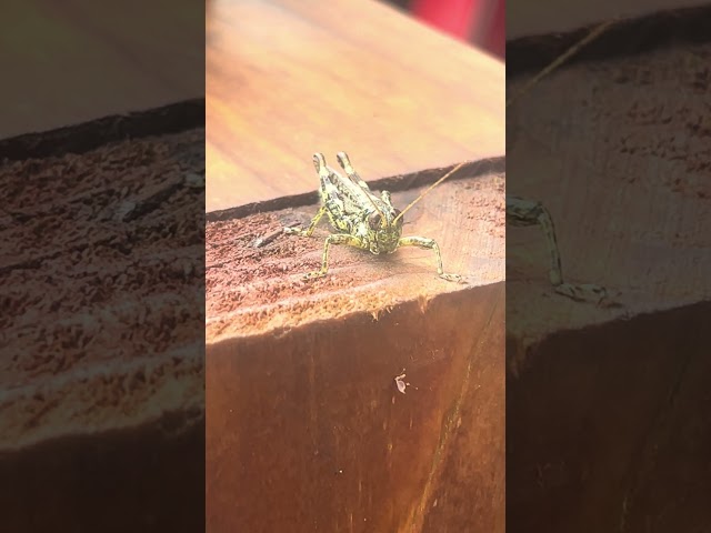 Beautiful Pygmy Green Grasshopper 🫶#shortsvideo #pygmy #grasshopper #subscribemychannel #nature