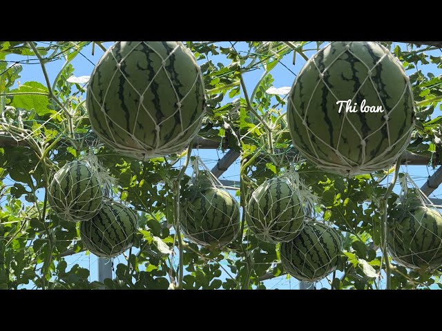 How to Grow Watermelon Simply and Effectively