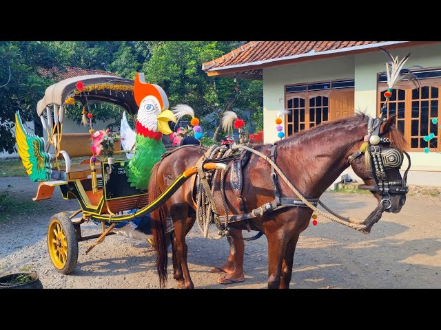 🔴BEGINILAH PERSIAPAN KUDA DELMAN  SEBELUM BERANGKAT KE PANGKALAN❗️NAIK DELMAAN - NAIK KUDA - KUDAKU