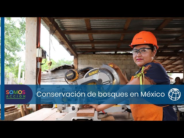 Conservación forestal y desarrollo sostenible en acción en México