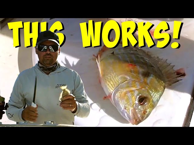 How to use Pinfish for Bait - The Best Way to Rig a Live Pinfish!