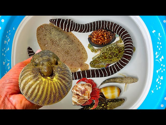 Catch puffer fish and hermit crabs, snails, slugs, eels, crabs, sea fish, sea animals, flatfish