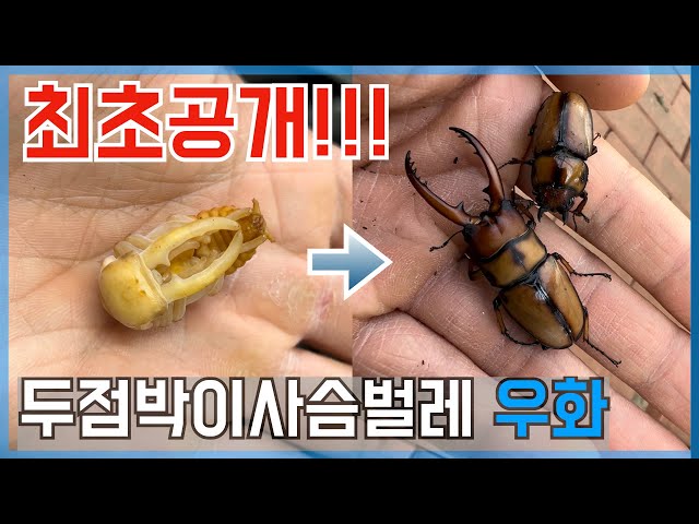 최초공개! 멸종위기 2급 두점박이사슴벌레 번데기에서 우화까지!