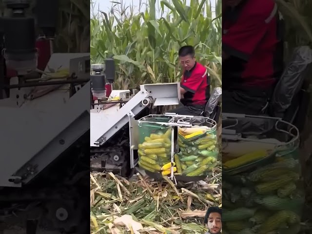 Corn harvesting with machines//#youtubeshorts #shortvideo #agriculture #farming #cornharvester #susb