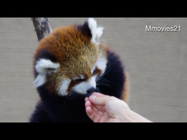 初めてのブドウ・赤ちゃんレッサーパンダ~First grapes,Red Panda