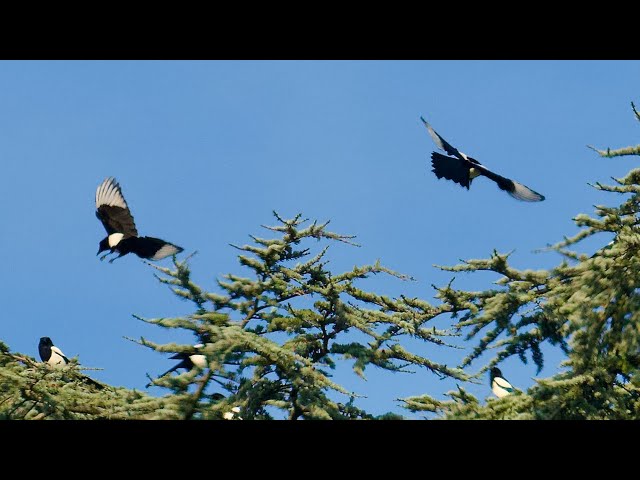 15 Magpies gathering in a Tree!