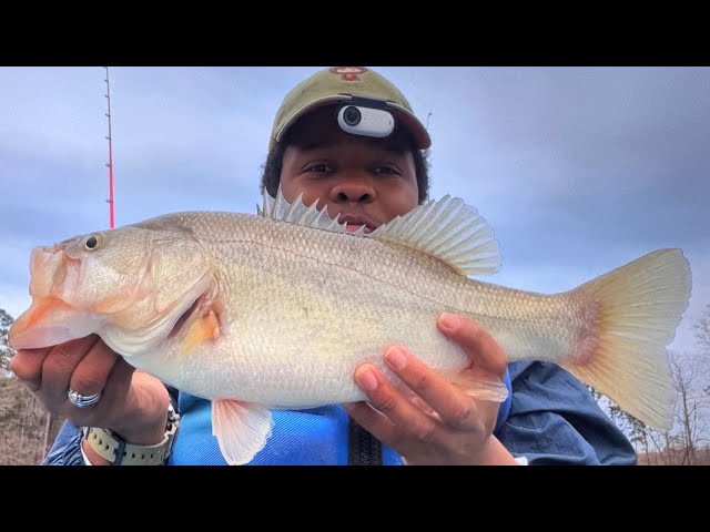 This Jig Head Minnow Technique Caught 4X MORE FISH! (Strolling Secret Revealed)