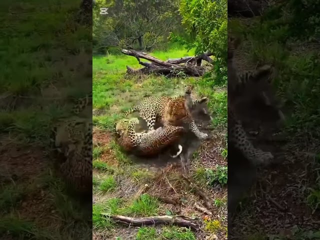 tiger fight to get a mate.. #tiger #fierce #strong #big animal #meat eater