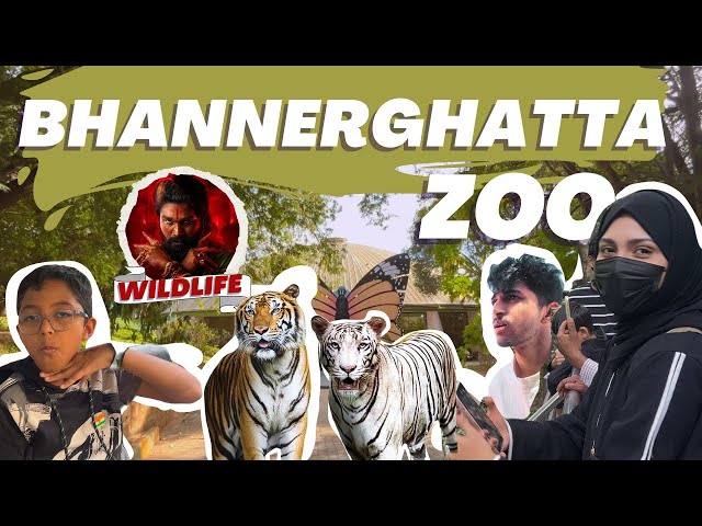 Zoo Animals Dance to Pushpa Jukega Nahi! | A Fun Day Out! 😂🦍