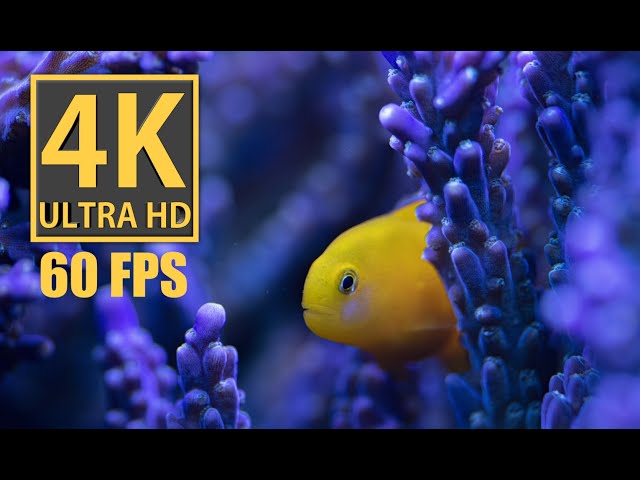 Aquarium Ambience 4K 60 FPS PROVEN to Reduce Stress