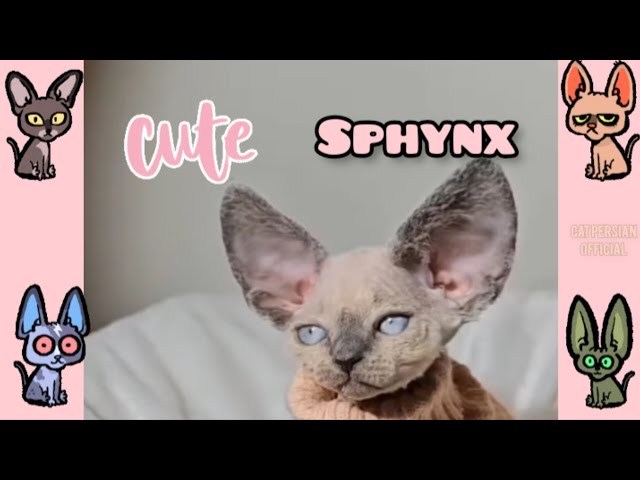 Cute sphynx #cat #sphynx #catlover #funny #pets #kitten #trending #shortsfeed #kucinglucu #cutecat