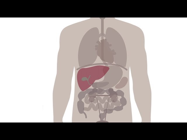 Mechanisms regulating the gut-liver axis during health and disease