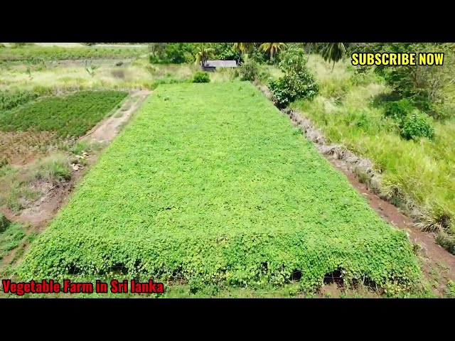 VegiFarm|Drone Footage|Sri Lanka |DJI MINI 2SE|EP04#fypシ@🇱🇰