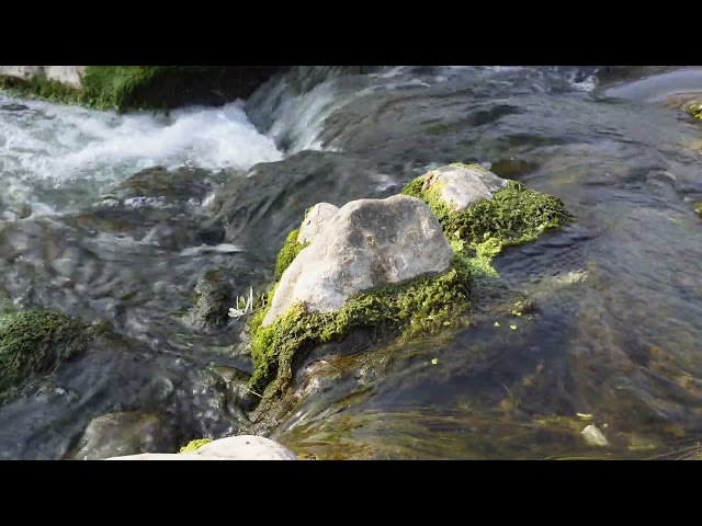 Healing Waters: Serene River & Nature Ambience