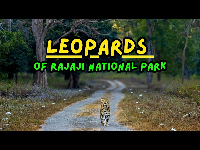 Rajaji National Park Safari: A Leopard Chase & A Charging Elephant!