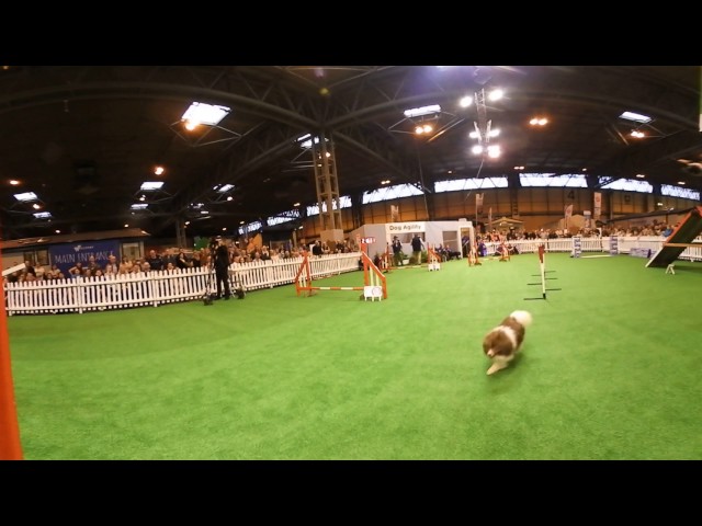 Caravan Show Agility Demo Sat PM Micro