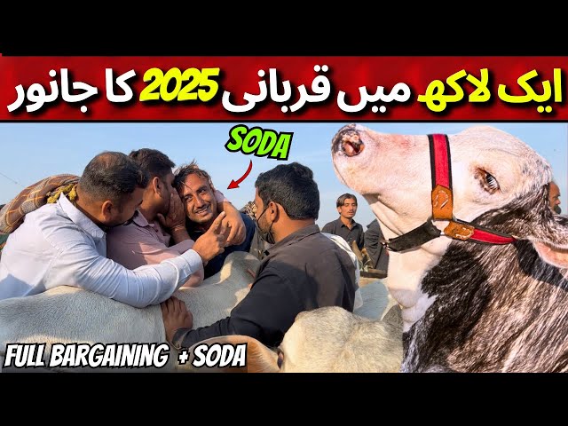 Malir Mandi New Rates Update 2025 Qurbani: Full Exposed | Karachi Cow Mandi Latest Rates Update 2025