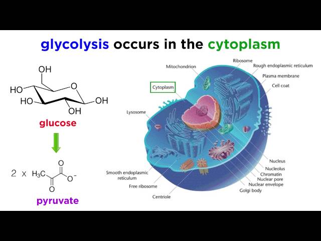 Cellular Respiration Part 1: Glycolysis