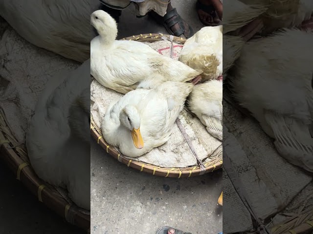 China Beijing Duck 🦆 #duck #duck_meat ￼ #chinabeijingduck #viralvideo #trending2025