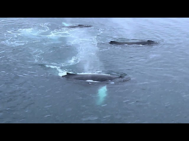 SURFACE FEEDING BEHAVIOUR OF WHALES