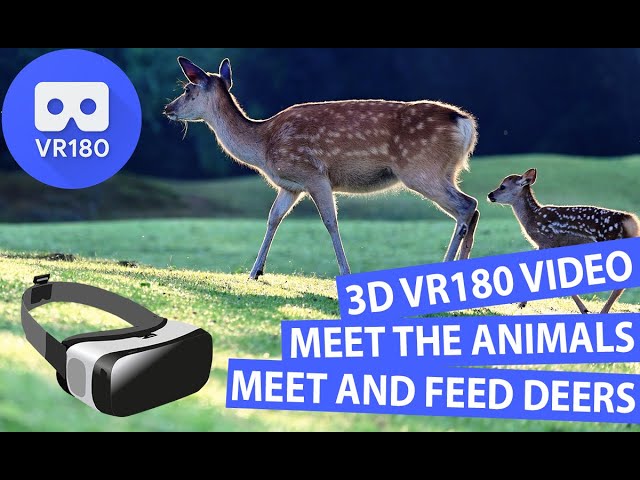 3D Meet the Animals - Hand Feeding Deer 3D VR180 Video