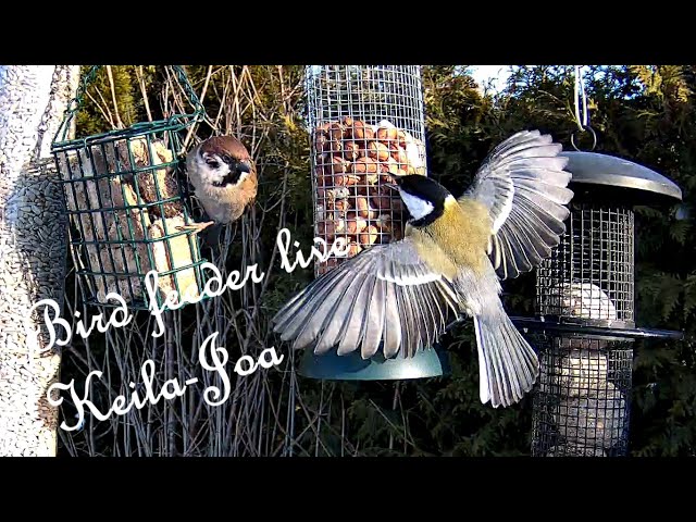 Bird feeder/nest box LIVE. Keila-Joa, Estonia