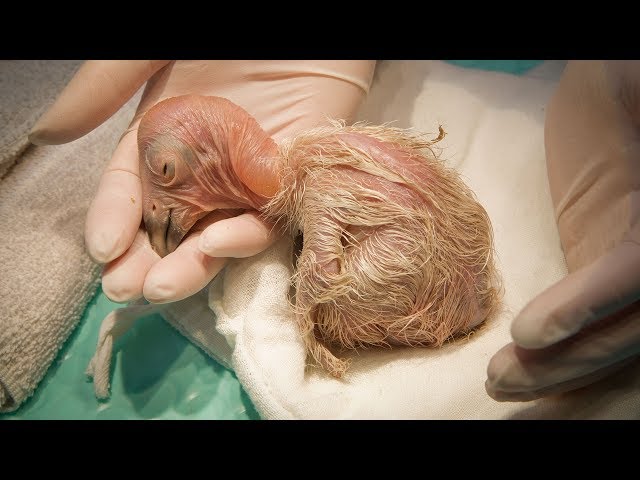 A Condor Chick Grows Up