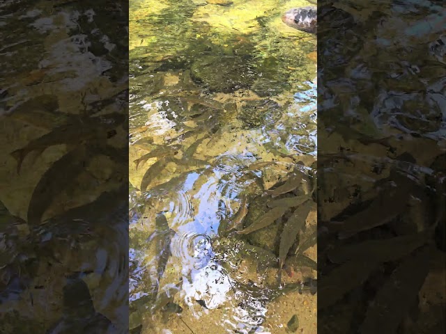 Fish in a wild river #thailand #kochang #fishes