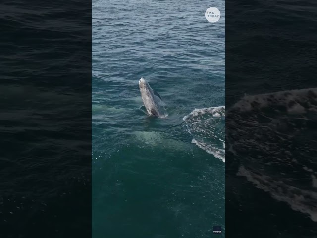 Drone captures hundreds of dolphins along the California coast #Shorts