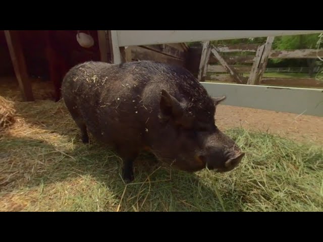 The Geese, Chickens and Pigs of Star Gazing Farm Animal Sanctuary 3D 180 VR