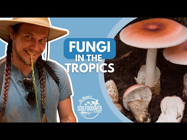 Fungal Diversity in Tropical Ecosystems