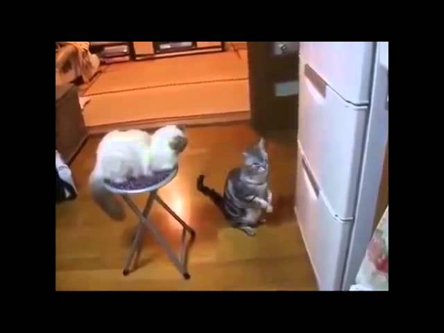 Funny Cats - New Funny Cats Video - Funny Animals -  Funny Videos 2015