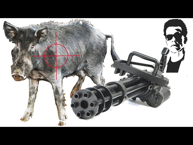 Is it OK to 'Hunt' Feral Pigs with a Minigun?