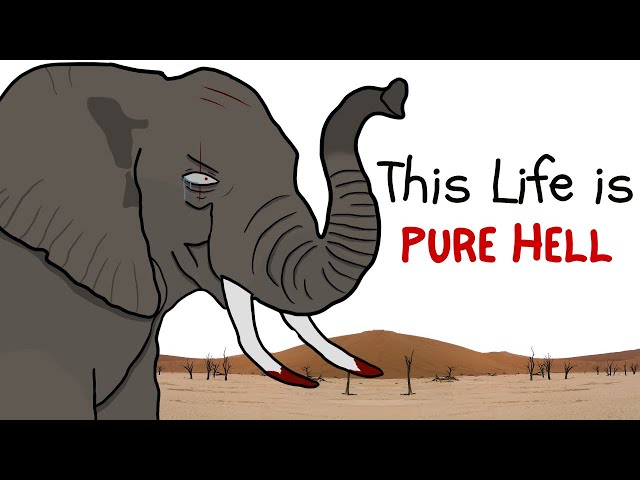 How Would Elephant Life Be Rated