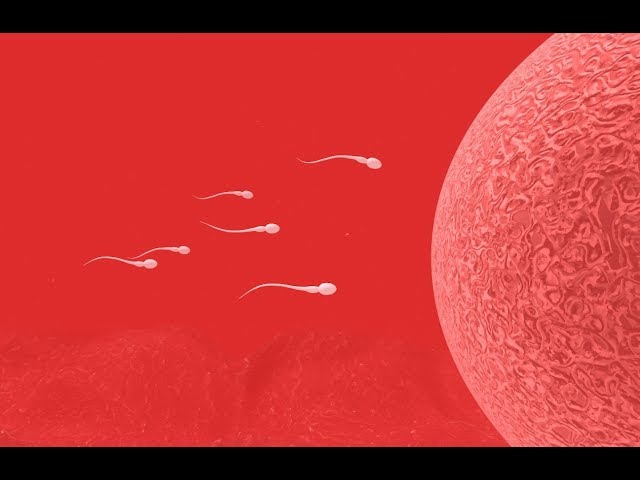 SPERM TOUR VR (360 video)