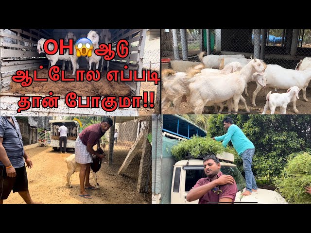 ஆடு ஆட்டோல எப்படி தான் போகுமா!!|How goats are transport…