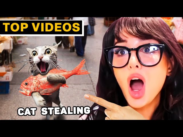 Caught in 4K: Epic Fails and Funny Moments | SSSniperWolf