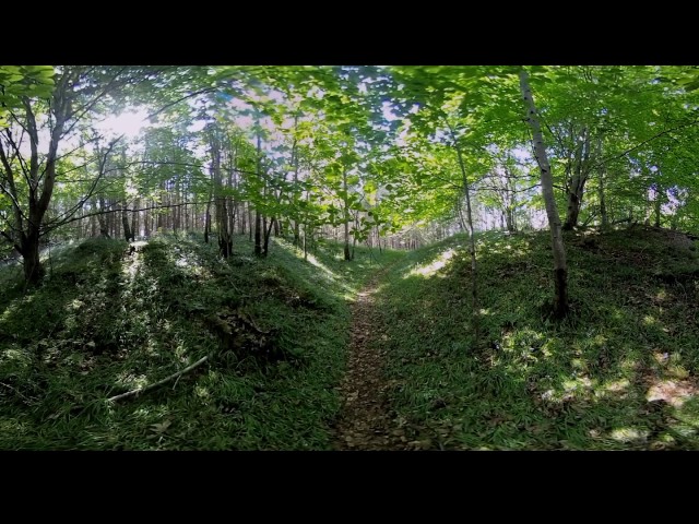 Bluebell Forest Woods - 360 Video [Royalty Free Stock Footage] $350 [4K VR Stereoscopic 3D]