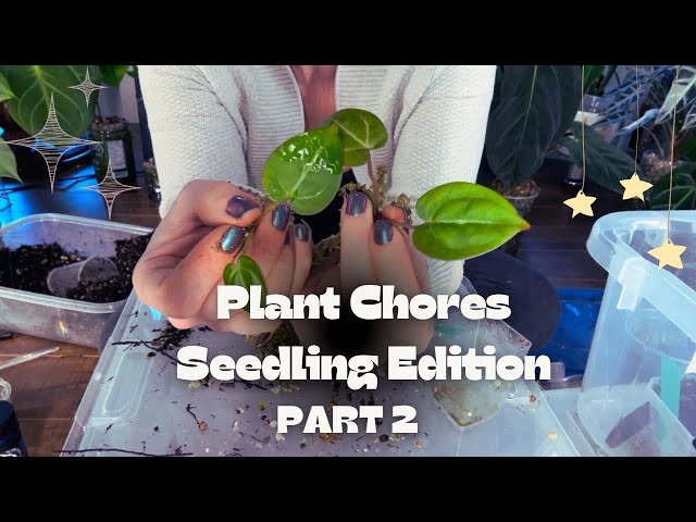 Plant Chores | Seedling Edition Part 2 🌿🤍