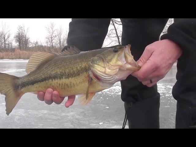 Ice Fishing and Ice Mini Golf for Bass on Golf Course Pond