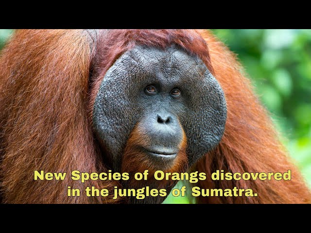 Tapanuli Orangutans isolated for 10s of 1000s of years: Are they modern Gigantopithecus?