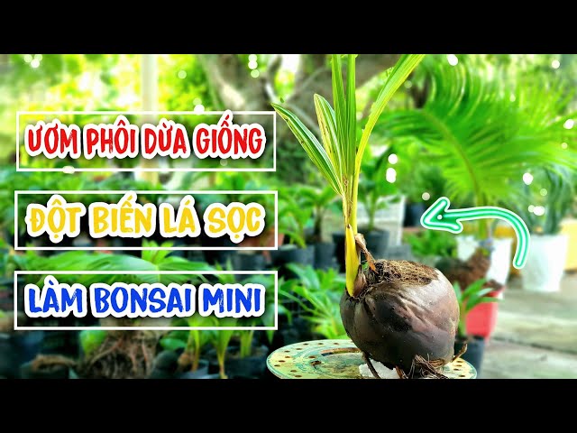 How to Incubate Coconut Embryos Like Tall Trunks Make Mini Bonsai | Hoang Linh Coconut Bonsai