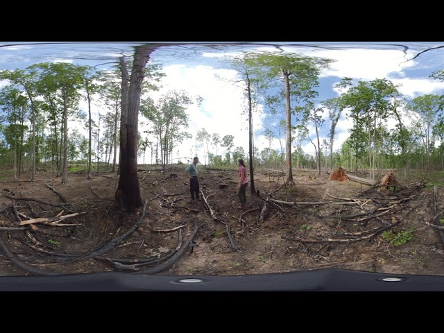 Longleaf Pine Forest Restoration 360 Hike: Old Fire Line