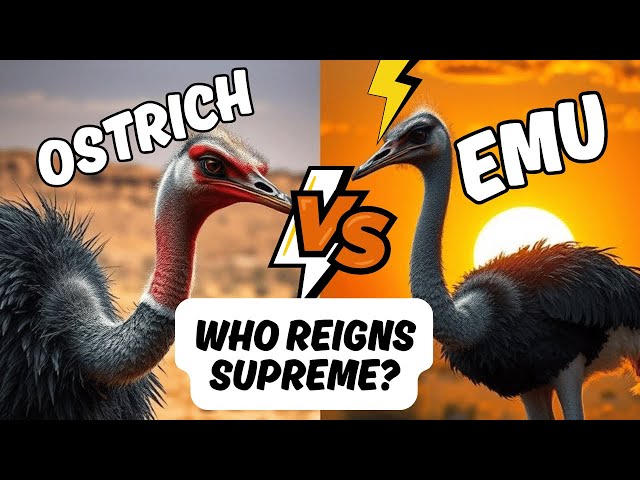 OSTRICH VS EMU: THE ULTIMATE SHOWDOWN OF THE WORLD'S LARGEST BIRDS! | THE NARRATIVE NOOK