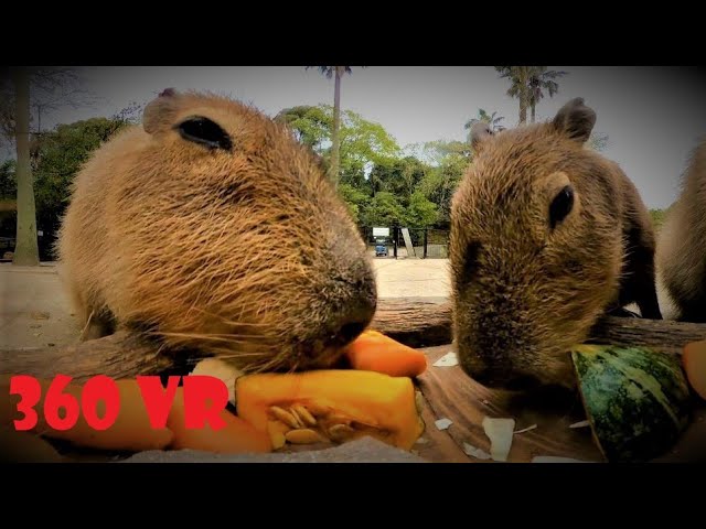 Vegetable eaten by capybara 4K VR 360