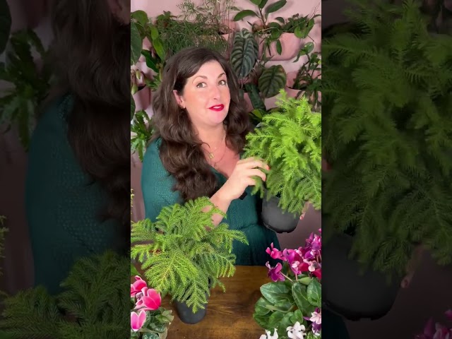 How Not to Kill a Norfolk Island Pine // Holiday Houseplant Care