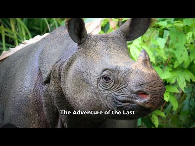 The Adventure of the Last Hopefuls | Endangered Animals for Kids | Kindergarten | Grade 4 | Class 3