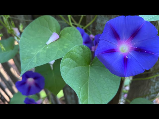 Morning Glories-planting, garden tips and information!