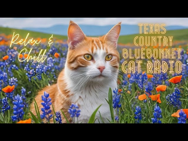 Relax & Chill -  Texas Country Bluebonnet Cat Radio