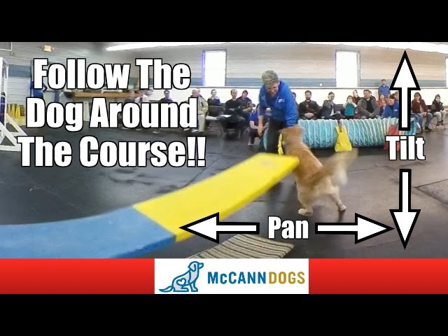 360 Video Dog Agility Demonstration